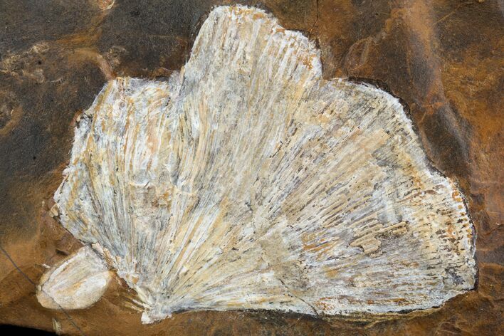 Fossil Ginkgo Leaf From North Dakota - Paleocene #95350